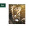2 Fall Tree Trunk Self Contained Water Feature