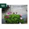 natural-sandstone-paving-4-mixed-size-slabs-in-silver-mist-m2