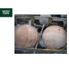 Natural Marble Pre-Drilled 50cm Dia Sphere in Sunset Colour - Complete Water Feature Kit